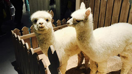 家居賣場開動物樂園，羊駝、土撥鼠等600只動物齊聚
